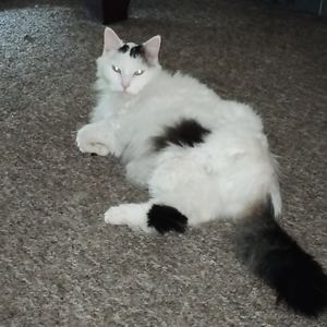 Meet your Posher, Connie